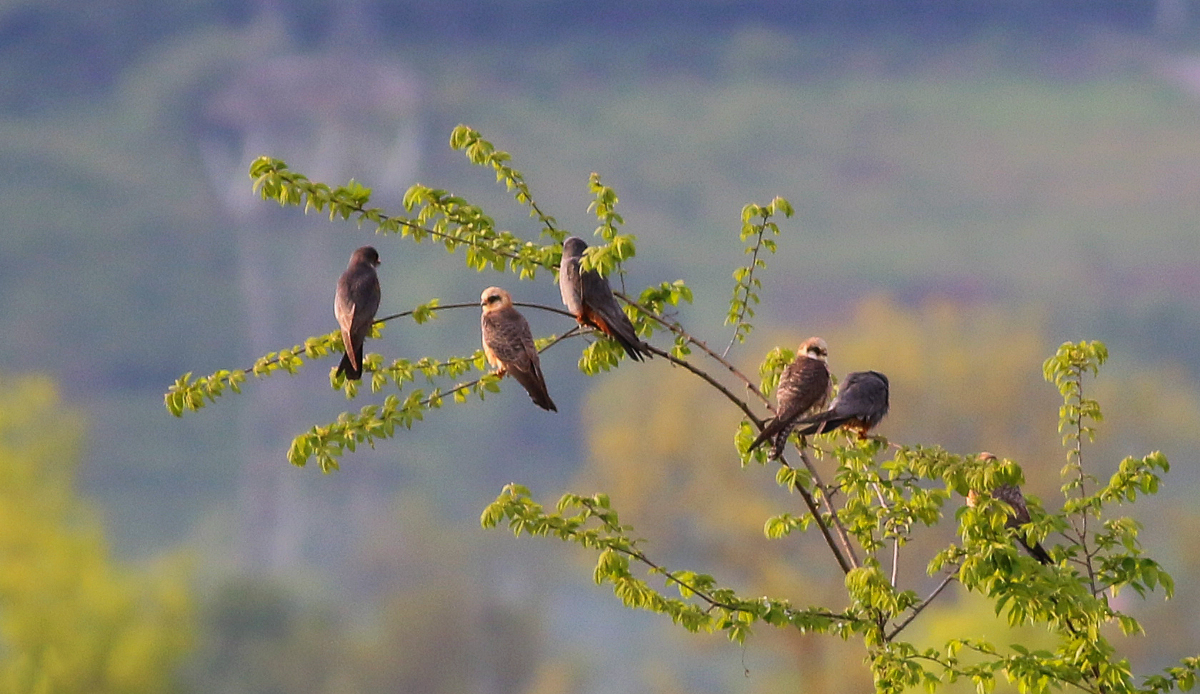 Red-footed Falcon